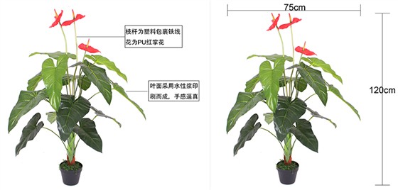 四尺盆栽紅掌